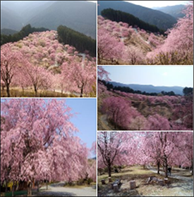高見山（奈良県東吉野村）のシダレザクラ　写真